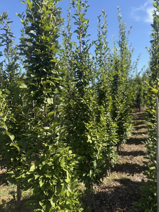 Grab kolumnowy Fastigiata carpinus betulus
