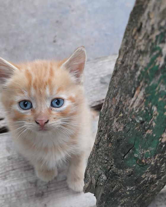 Блакитноокі риженькі котики, шукають люблячу сім'ю