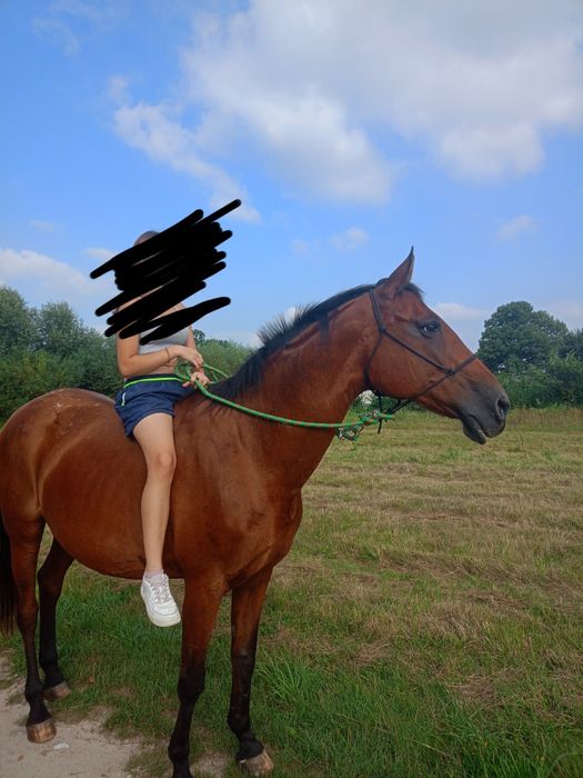 Sprzedam dwie klacze!