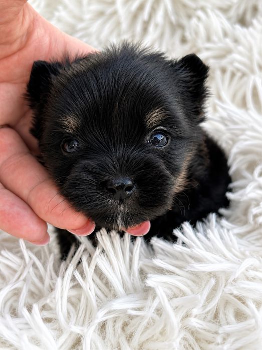 Yorkshire Terrier suczka bardzo mala
