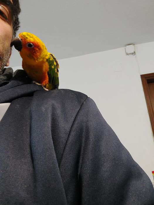 Aratingas criadas à mão.