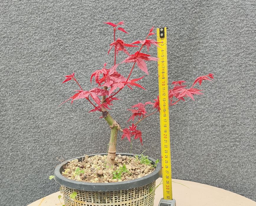 acer deshojo bonsai