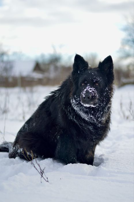 Німецька вівчарка довгошерстна