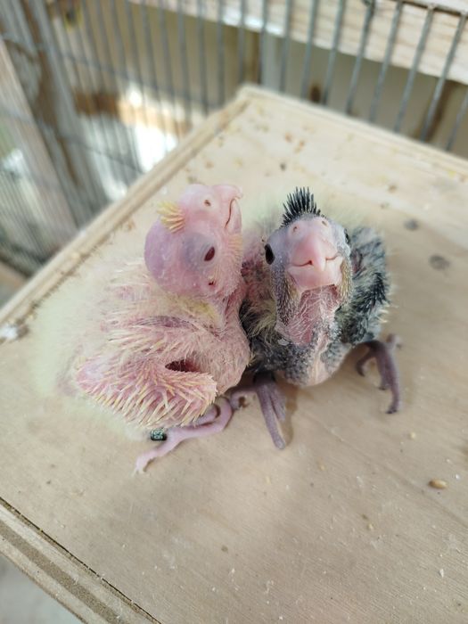 Caturras para acabar de criar a mão para Cedência