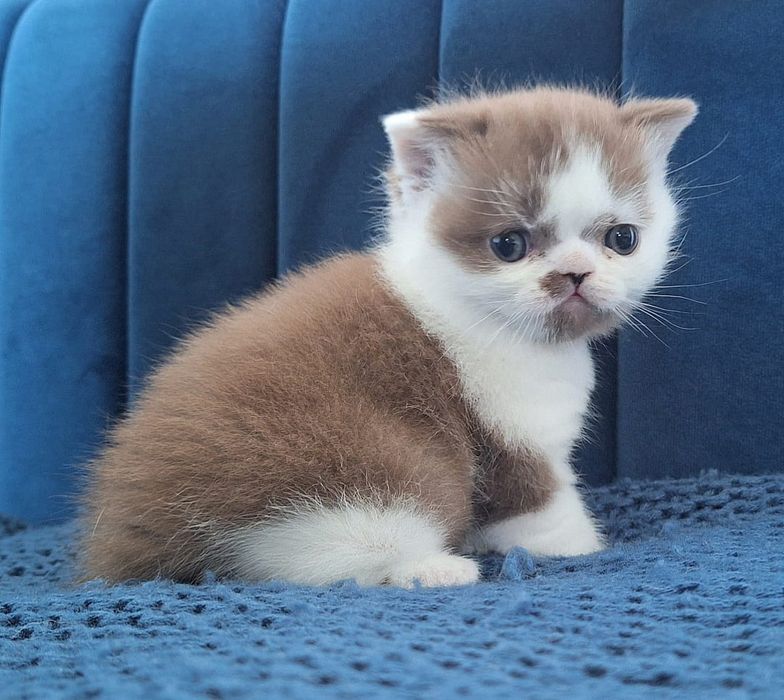 Kot Brytyjski  CYNAMONOWY Rodowód PZF/WCF