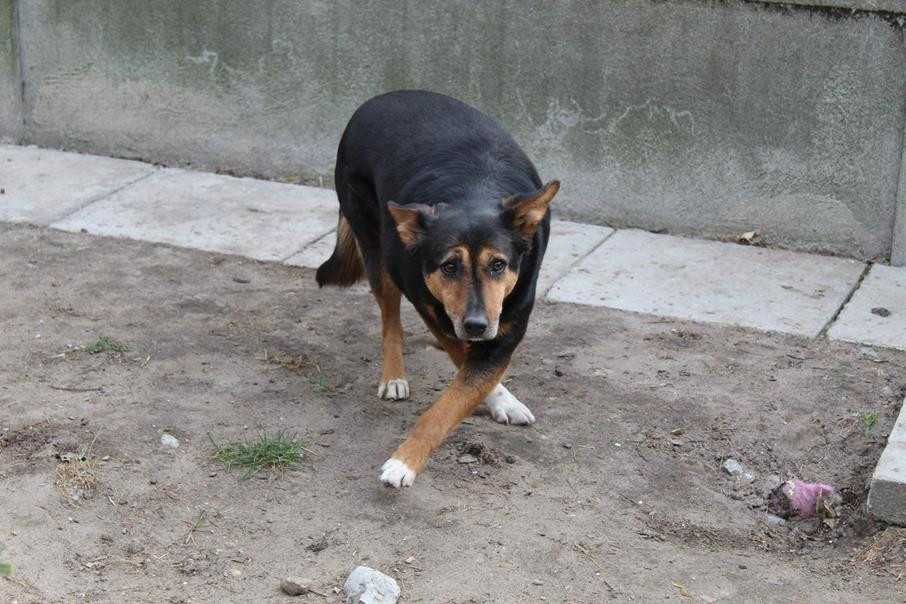 004532 Cynka szuka doświadczonego domu.