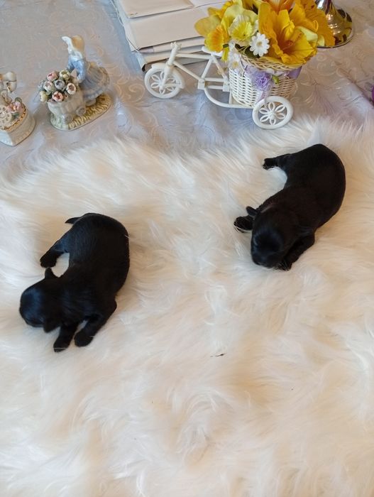 Mini Black  Yorkshire terrier, nie biewer. Okazja.