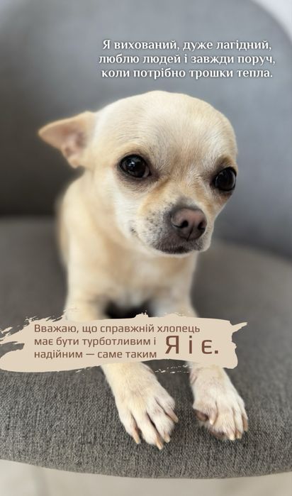 Шукаю дівчину чіхуахуа