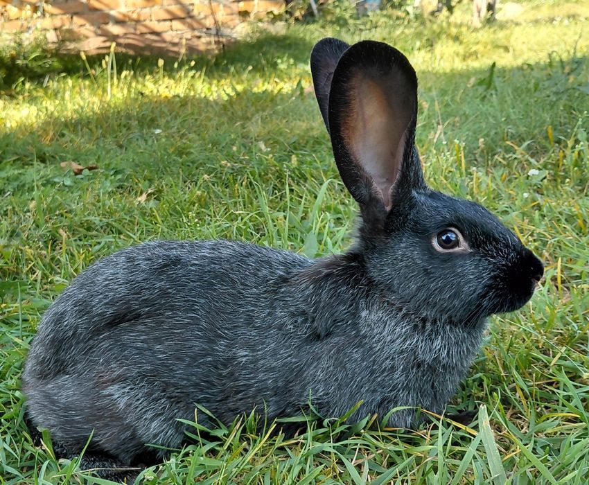 Полтавське срібло