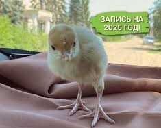 Індик БИГ - 6 (Индюшата БИГ - 6), розница/опт