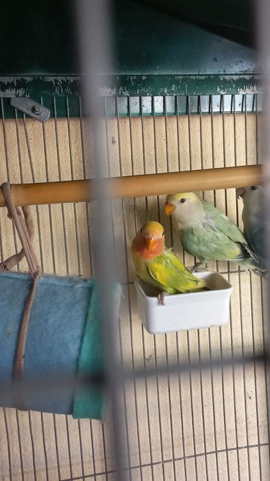 Agarponis não domesticados