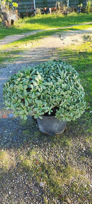 Planta suculenta