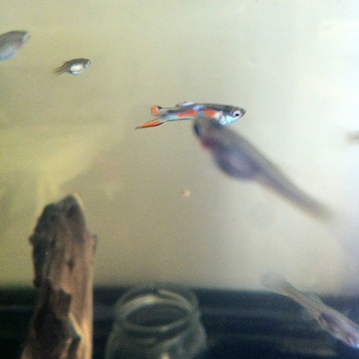 Gupiki Edlera edlerki