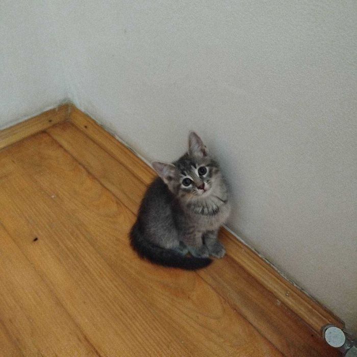 Віддам котиків до люблячої родини