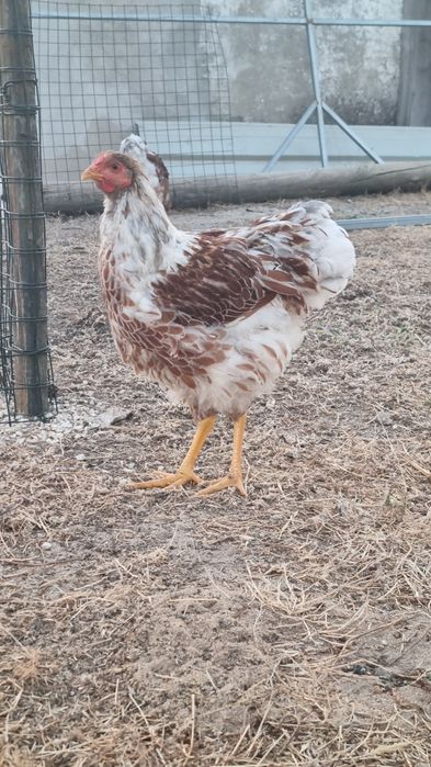 Galo wyandotte splash