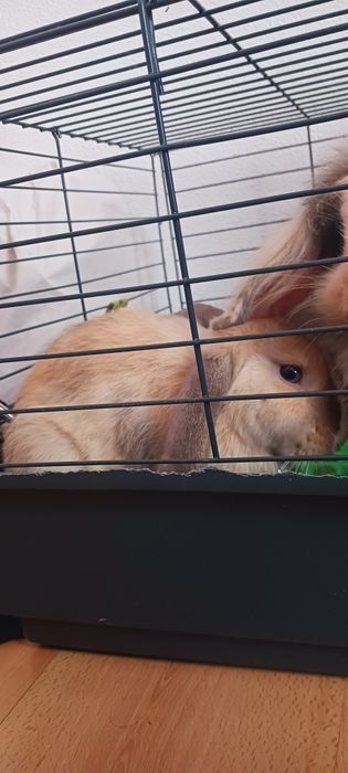 Casal coelhos anões + Gaiola Grande