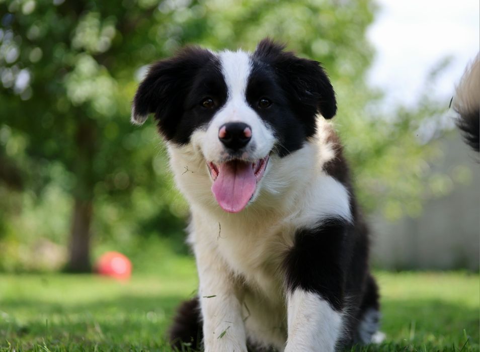 Border collie dziewwcznka ZKwP/FCI