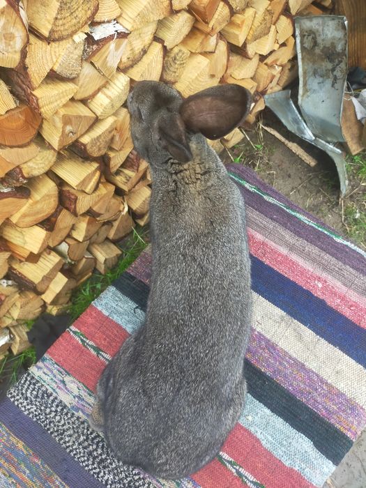 Молодий робочий самець Строкача . Кролі .