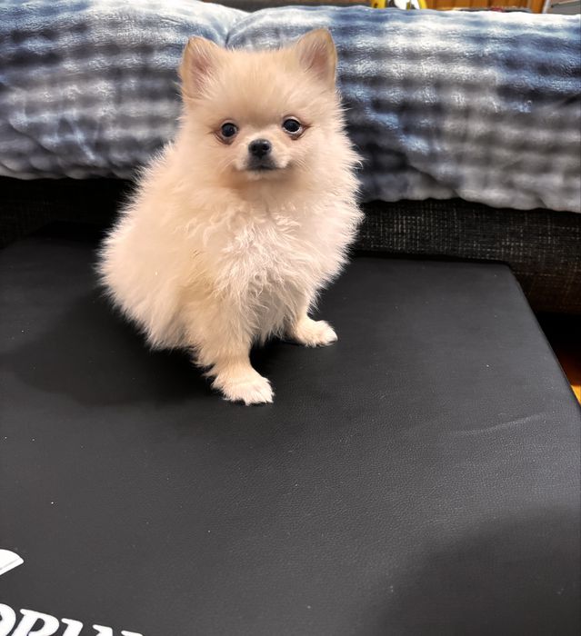 Szpic miniaturowy pomeranian suczka