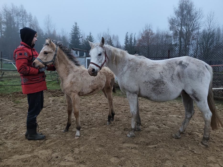 Aqh bułany ogierek Quarab arab izabelowaty