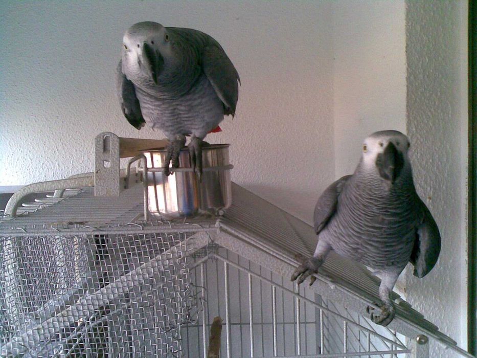 Casal de Papagaios Cinzentos de Cauda Vermelha