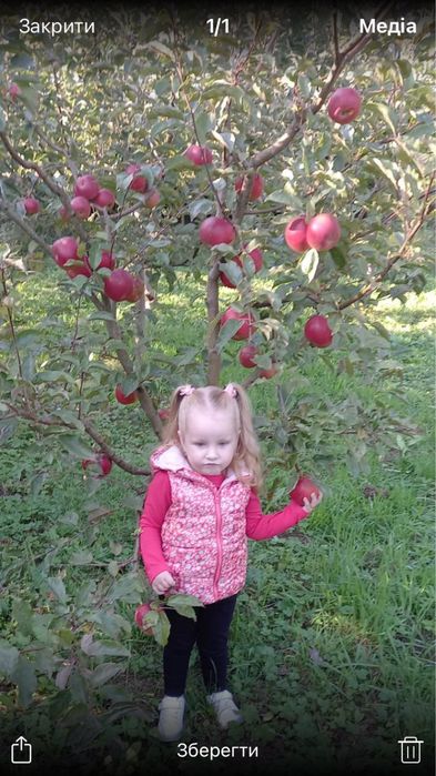 Саджанці екзотики і звичайні