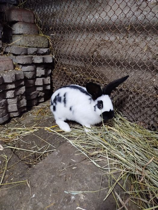Кролі німецький строкач