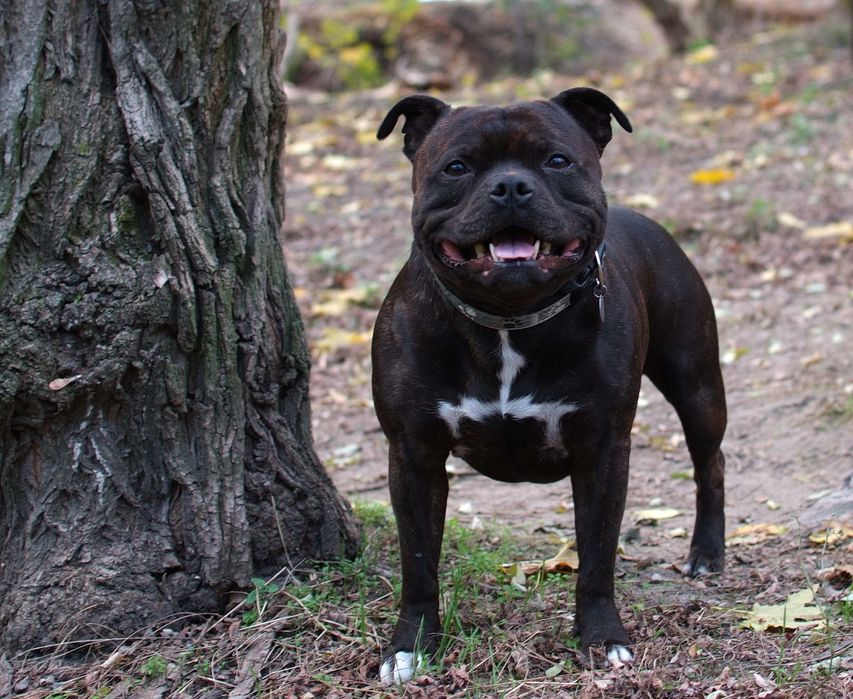 Стаффордширский бультерьер вязка