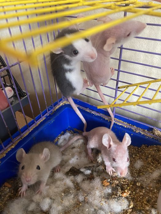 Маленькі щури криси пацючки