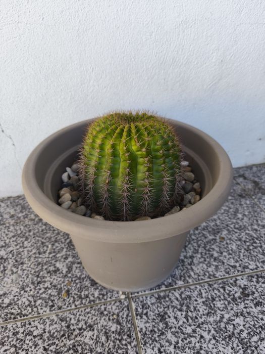Cacto bola (cresce)