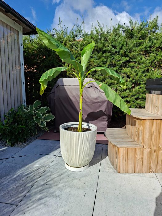 Duży bananowiec Musa Basjoo 110cm najbardziej mrozoodporny