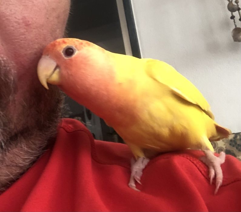 Roseicollis para troca