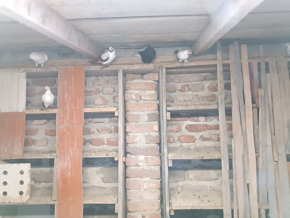 Gołębie gołębie ozdobne różnych ras