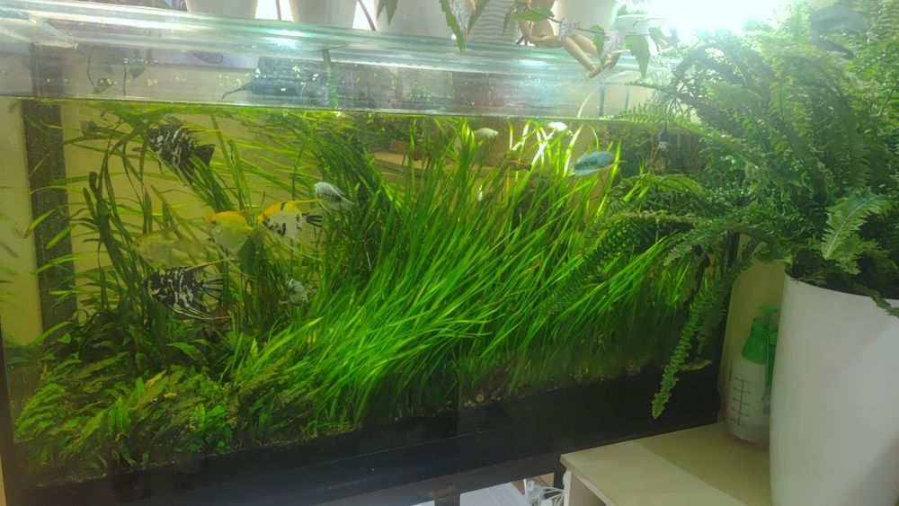 Акваріумні рослини