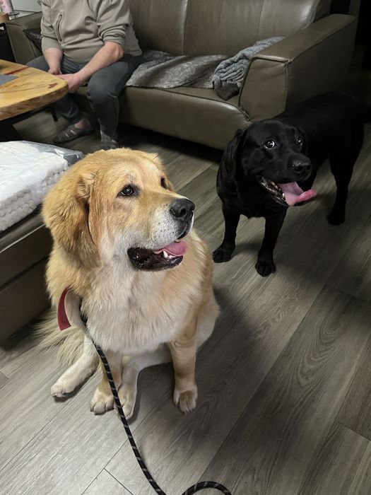 Mastif tybetański roczny FCI