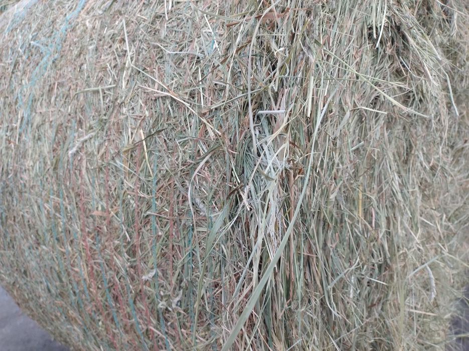 Siano z pod dachu 125/120