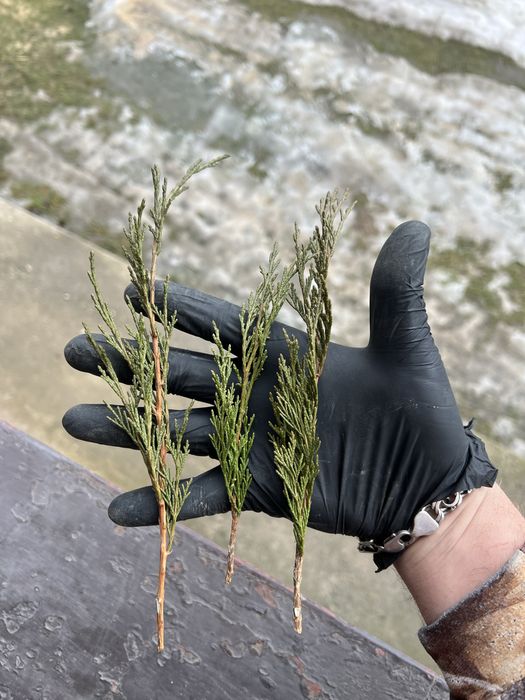 Черенки, живці, для вкорінення, туя смарагд,ялівець,кипарис, ялинка.
