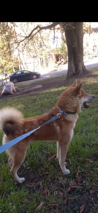 Продам Акита-Ину подрощенный щенок