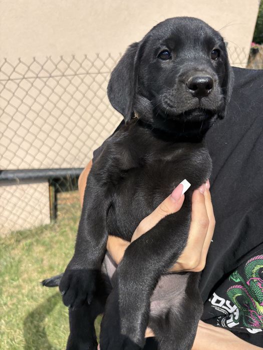 Sprzedam szczeniaka rasy labrador suczka