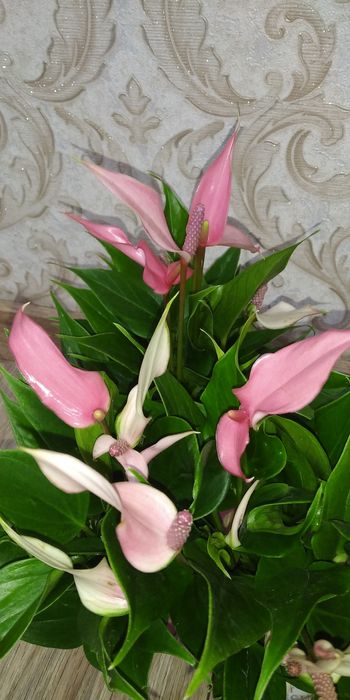 Антуріум Лілі+інші сорти.