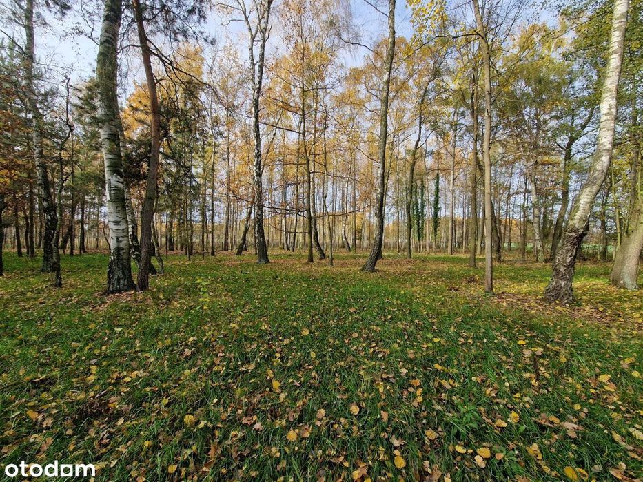 Działki bud. z drzewami od 2154 m² Błonie Cholewy / prąd / woda / gaz - Widok 5