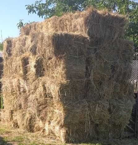 Сіно  в тюках продам. Урожай 2025р.