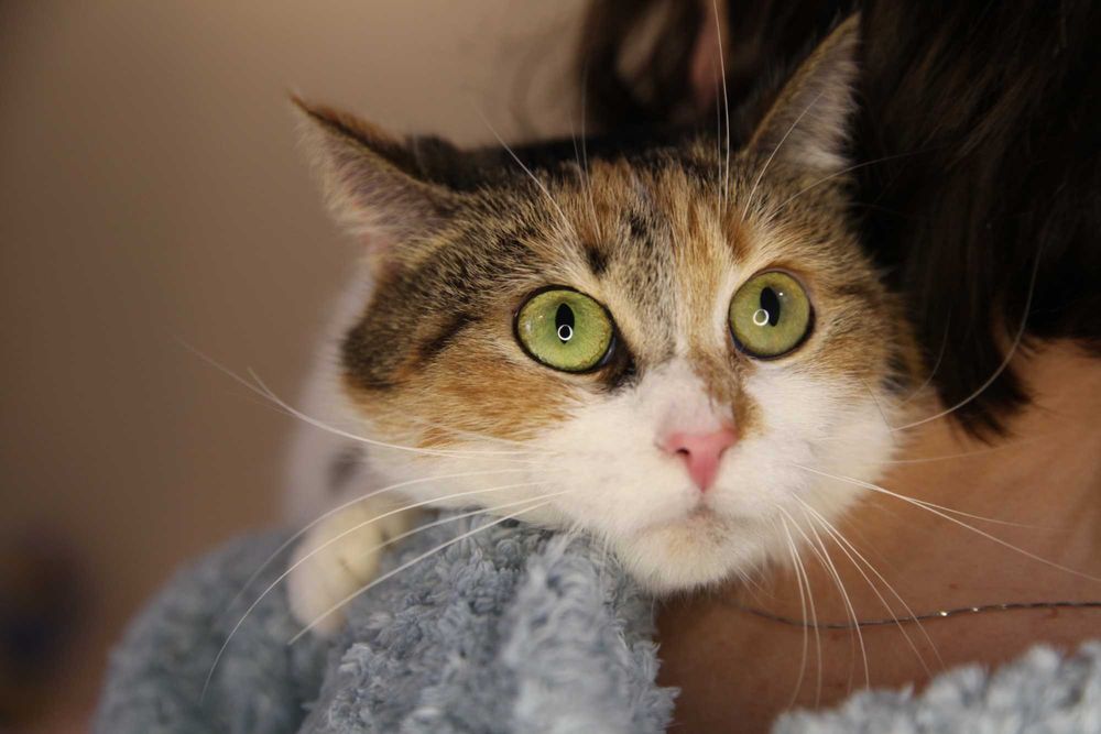 Шукаємо родину для кицюні