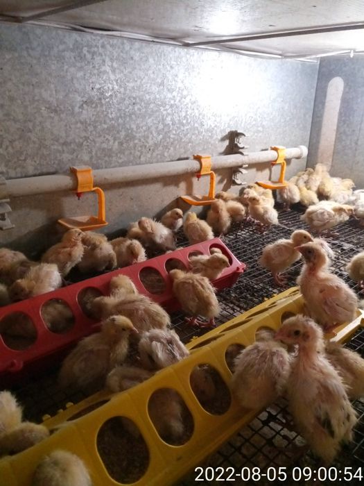 Недельные техасские перепела.