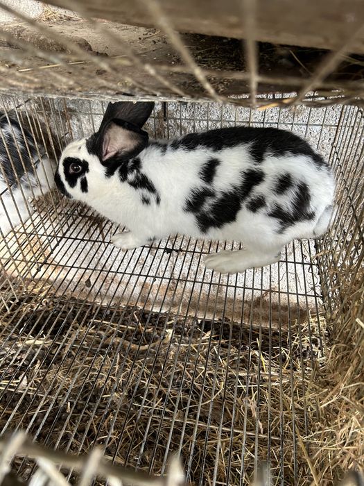 Coelhos cruzados de borboleta com gigantes