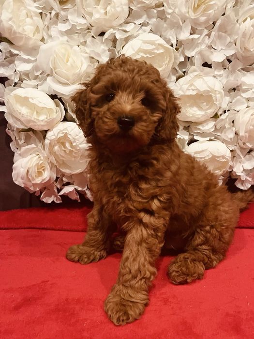 Хлопчик той пудель шукає родину