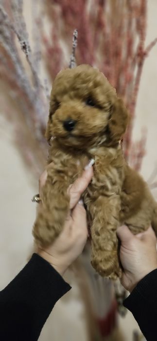 Мальчишки мальтипушки