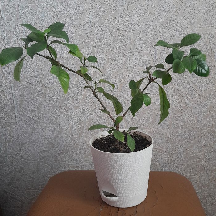 Продам квіти для душі