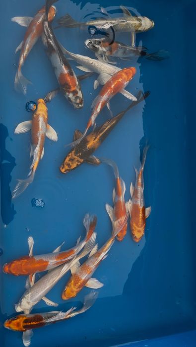 Karpie Koi Butterfly (Long Fin)