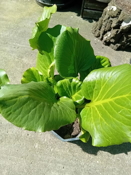 Sadzonka bergeni
